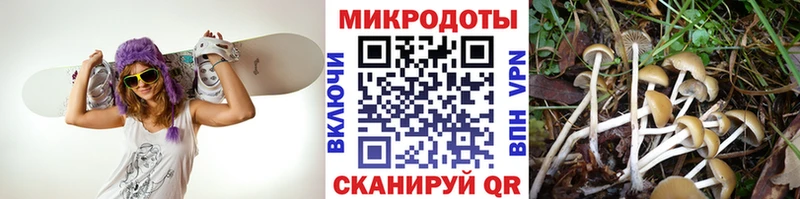 Псилоцибиновые грибы Psilocybe Поворино